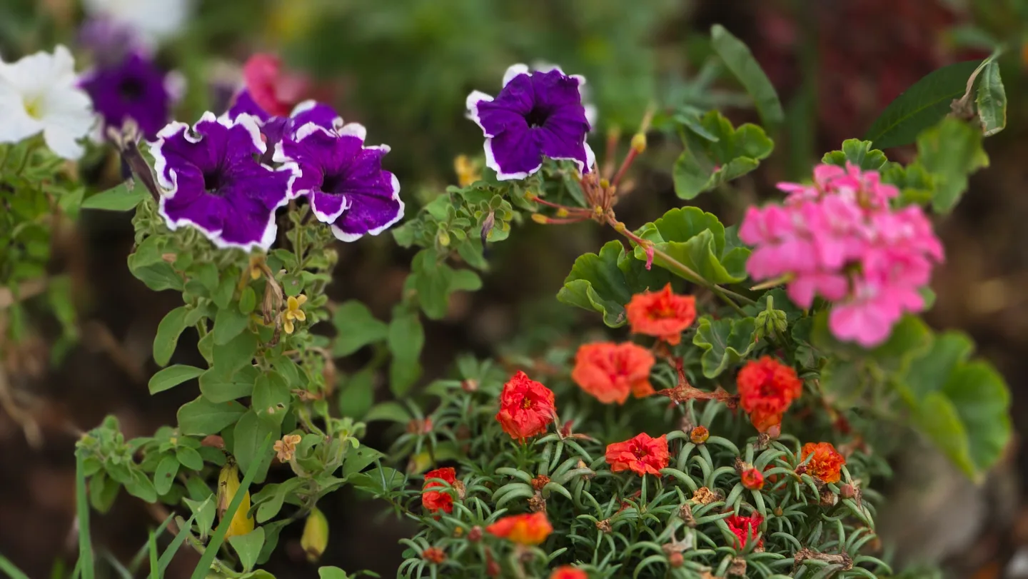 Floraison et espaces verts du campus