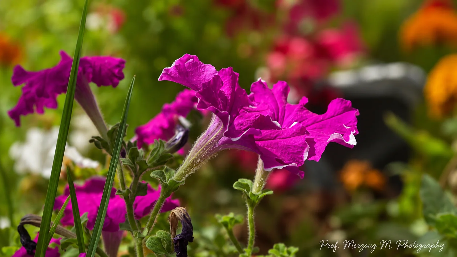 Floraison sur le campus